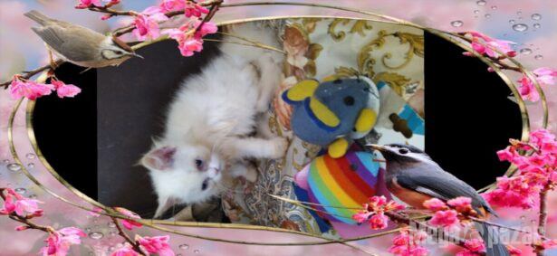 Нови персийски дългокосместа бебета многоцветни разкошни любимци!