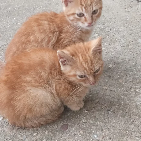 Продавам две оранжеви котенца